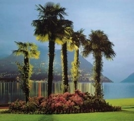 6-029 Komar Fotobehang Lugano palmbomen groen behang