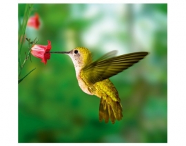 Mantiburi vogel Fotobehang Yellow Hummingbird 122