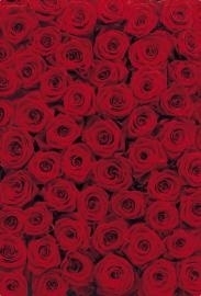 4-077 Komar Fotobehang roses rood rozen behang
