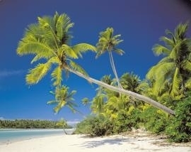 8-884 Komar Fotobehang Cook Island groene palmbomen behang