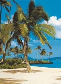 4-038 Komar Fotobehang Hawaii groen palmboom behang