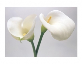 Mantiburi bloemen Fotobehang Calla Lily Duett 43