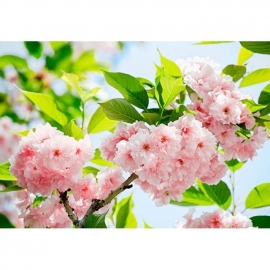 foto behang Idealdecor Sakura Blossom 133