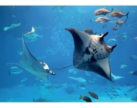 Mantiburi Fotobehang Manta Ray 121