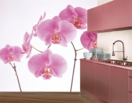 Mantiburi roze orchidee Fotobehang Pink Orchid 35