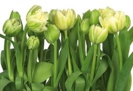8-900 Komar Fotobehang Tulips groen witte behang