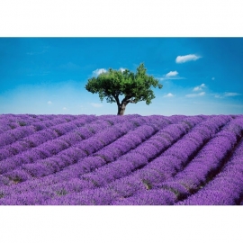 foto behang Idealdecor Provence 144