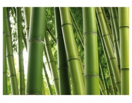 Mantiburi Fotobehang bamboe Paradise of Bamboo 1