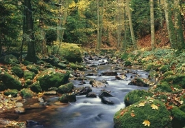 foto behang Idealdecor Forest Stream 278