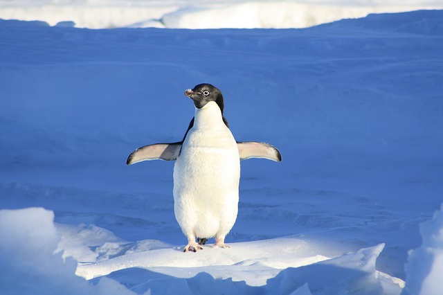 Fotobehang pinguin