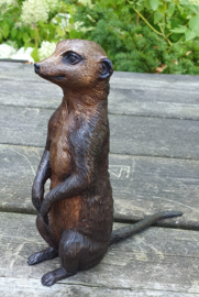 STOKSTAARTJE / ZITTEND