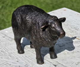 SCHAAP