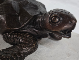 SCHILDPAD / FONTEIN