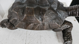 SCHILDPAD / FONTEIN