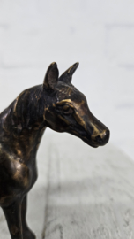 PAARD