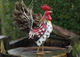 HAAN EN HEN / KIPPEN