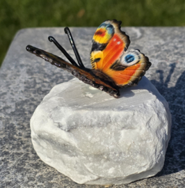 DAGPAUWOOG / VLINDER