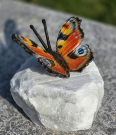 DAGPAUWOOG / VLINDER