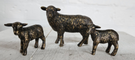 SCHAAP