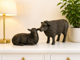 SCHAAP / LIGT