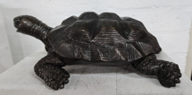SCHILDPAD / FONTEIN