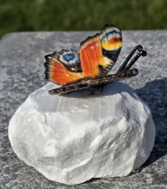 DAGPAUWOOG / VLINDER