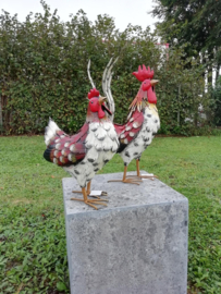 HAAN EN HEN / KIPPEN