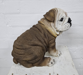 ENGELSE BULLDOG