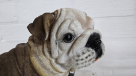 ENGELSE BULLDOG