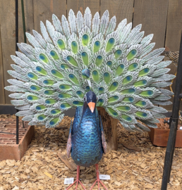 PAUW MET OPEN STAART