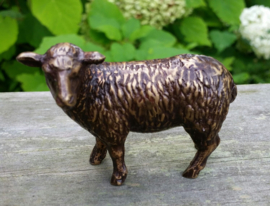 SCHAAP