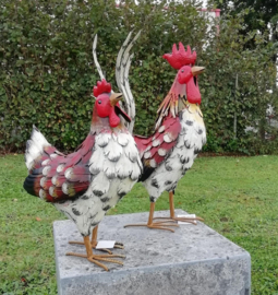 HAAN EN HEN / KIPPEN