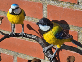 TAK MET PIMPELMEES EN KOOLMEES