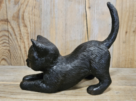NIEUWGIERIGE KAT