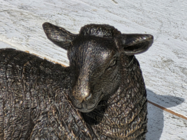SCHAAP / LIGT