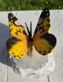 BRONZEN VLINDER OP NATUURSTEEN / GEEL