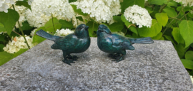 SETJE MUSSEN / GROEN