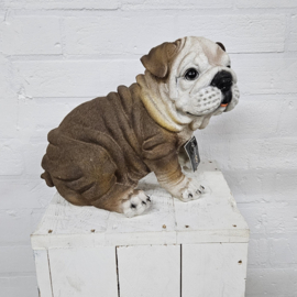 ENGELSE BULLDOG