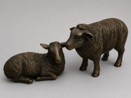 SCHAAP / LIGT