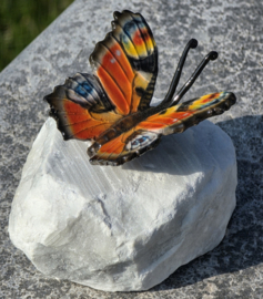 DAGPAUWOOG / VLINDER