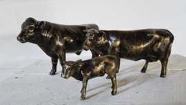 STIER , KOE EN KALF / SETPRIJS