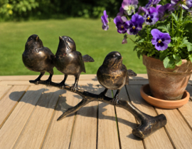 3 VOGELS OP TAK