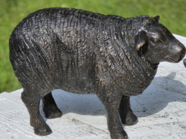 SCHAAP