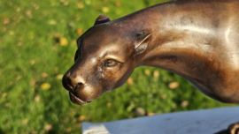 JACHTLUIPAARD / CHEETAH