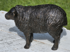 SCHAAP