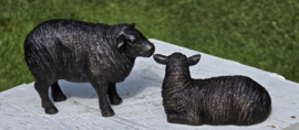 SCHAAP / LIGT