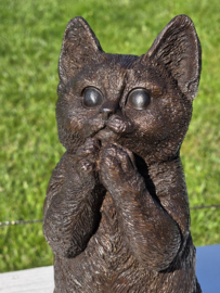 POES / KAT / KITTEN