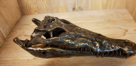 KROKODIL SCHEDEL
