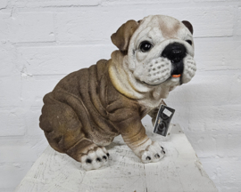 ENGELSE BULLDOG
