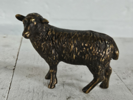 SCHAAP